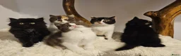 British Shorthair cats for sale: Tica British Shorthair & Longhair Champion Lines in Wigan - Advert 12
