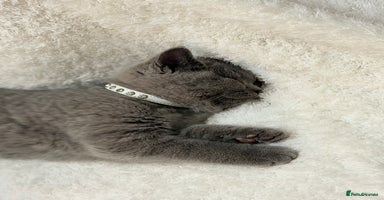 Scottish Fold cats - Advert 3