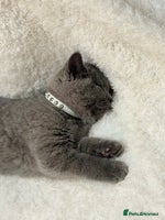 Scottish Fold cats - Advert 3