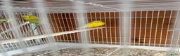 Budgerigars birds for sale: Budgies  - Advert 2