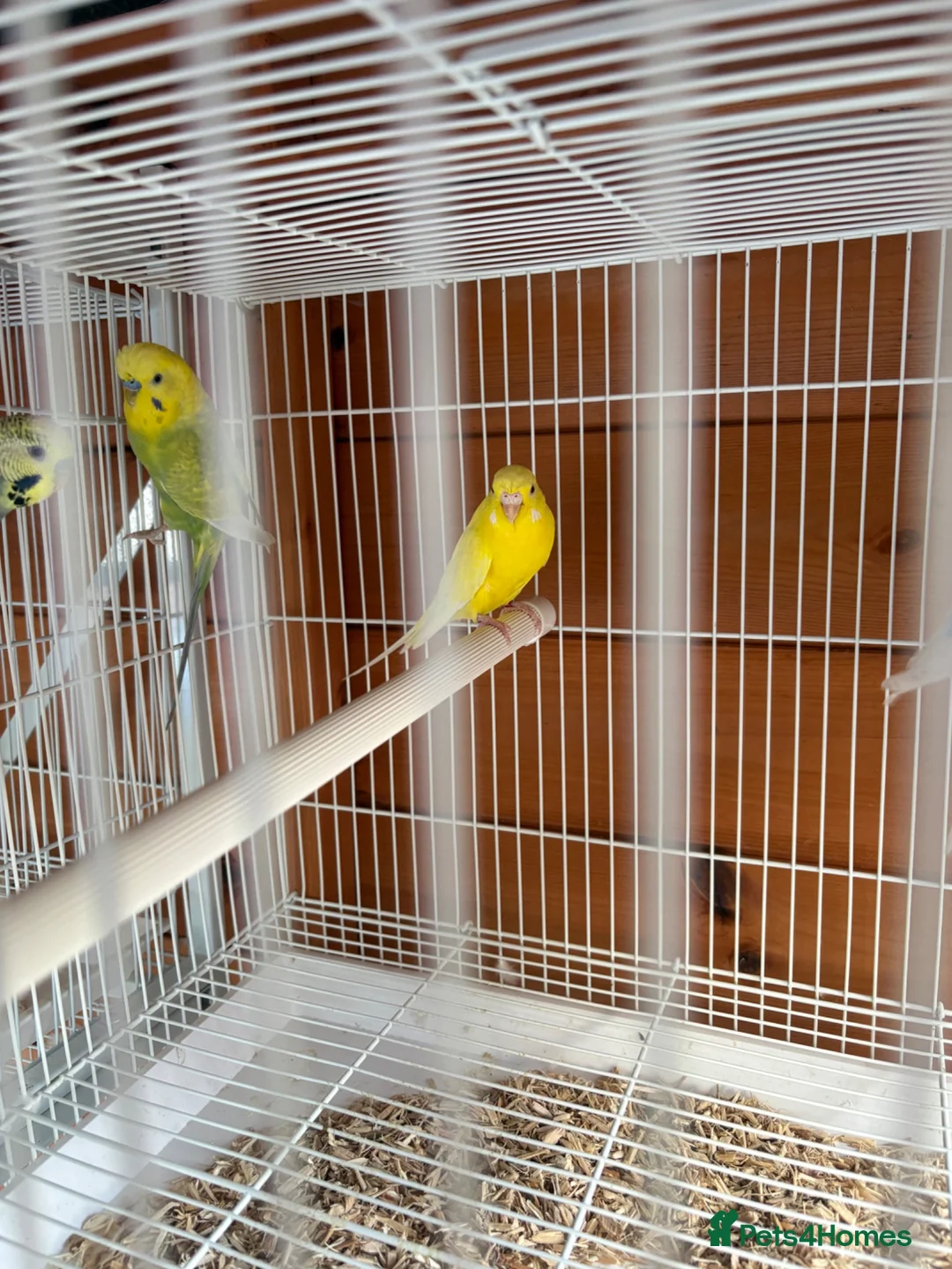 Budgerigars birds for sale: Budgies  - Advert 2