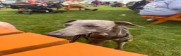 Whippet dogs for sale: Male blue whippet 1 year - Advert 5
