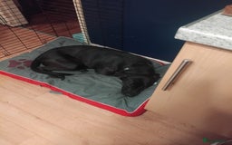 Mixed Breed dogs for sale: Bull lurcher crossed chocolate labrador  - Image 3