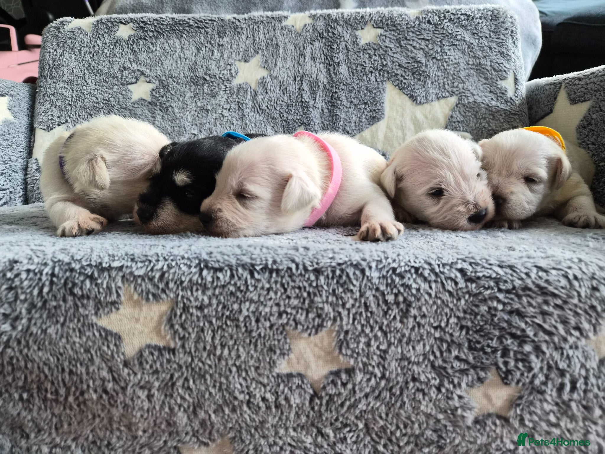 Miniature Schnauzer dogs for sale: 🐾 COCO'S BEAUTIFUL THIRD & FINAL LITTER 🐾 - Advert 3