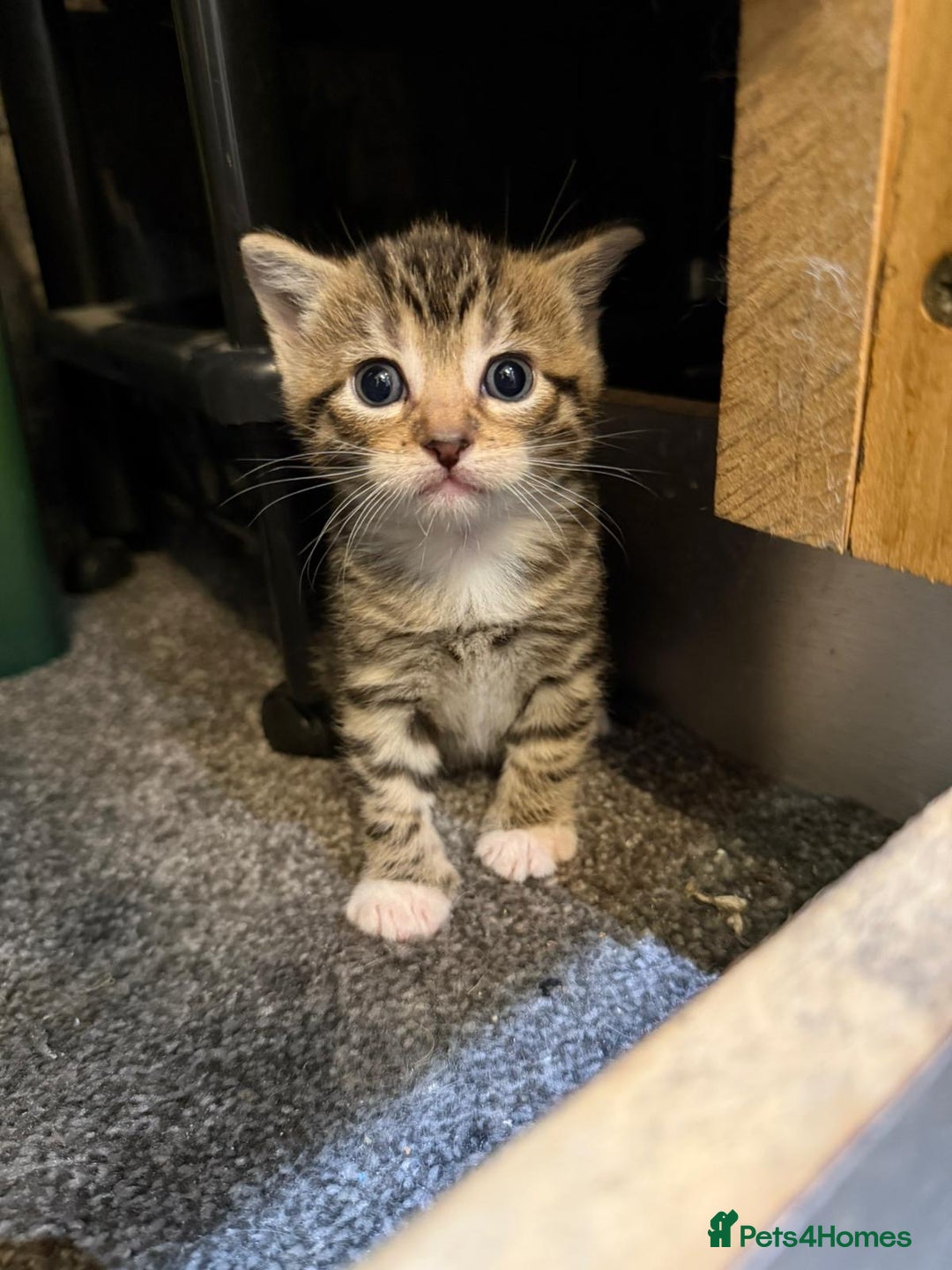 Mixed Breed cats for sale: Three Sweet Kittens Ready for a Loving Home - Image 8