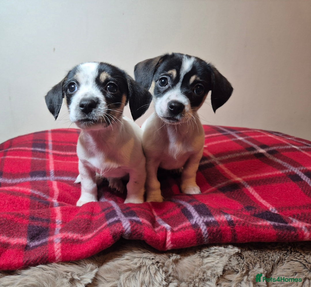 Chihuahua dogs for sale: Chihuahua puppies girls  - Advert 11