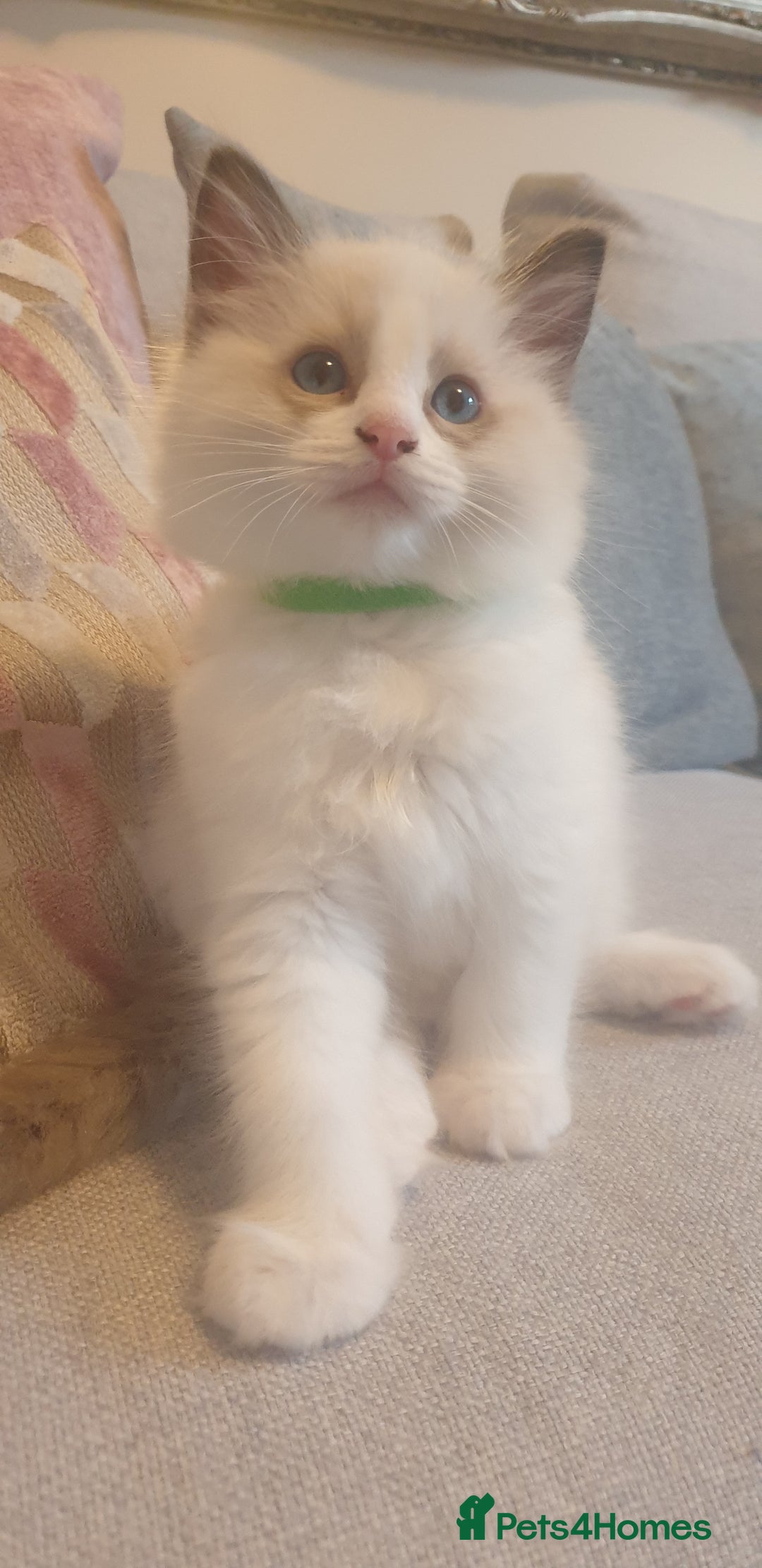 Ragdoll cats for sale: Gorgeous Ragdoll Kittens - Advert 9