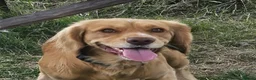 Cocker Spaniel dogs for stud: Fine specimen  - Advert 1