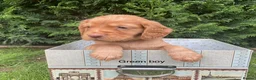 Cocker Spaniel dogs for sale: Kc reg hereditary clear working cocker spaniels in Ingatestone - Advert 8