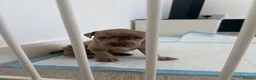Mixed Breed dogs for sale: Ready now! staffy x cane corso x american bulldog - Advert 26