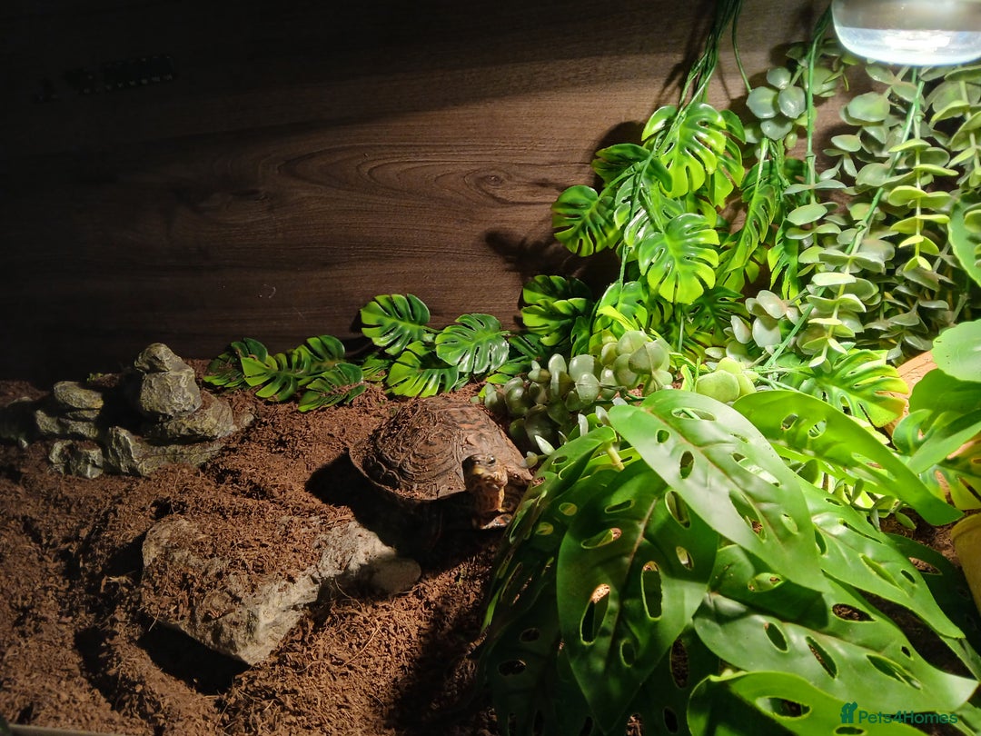 Turtle reptiles for sale: Wood Painted Turtles  - Advert 2