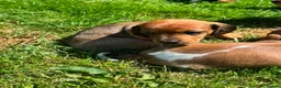 Dachshund dogs for sale: Mini Dachshund in Saint Austell - Advert 3