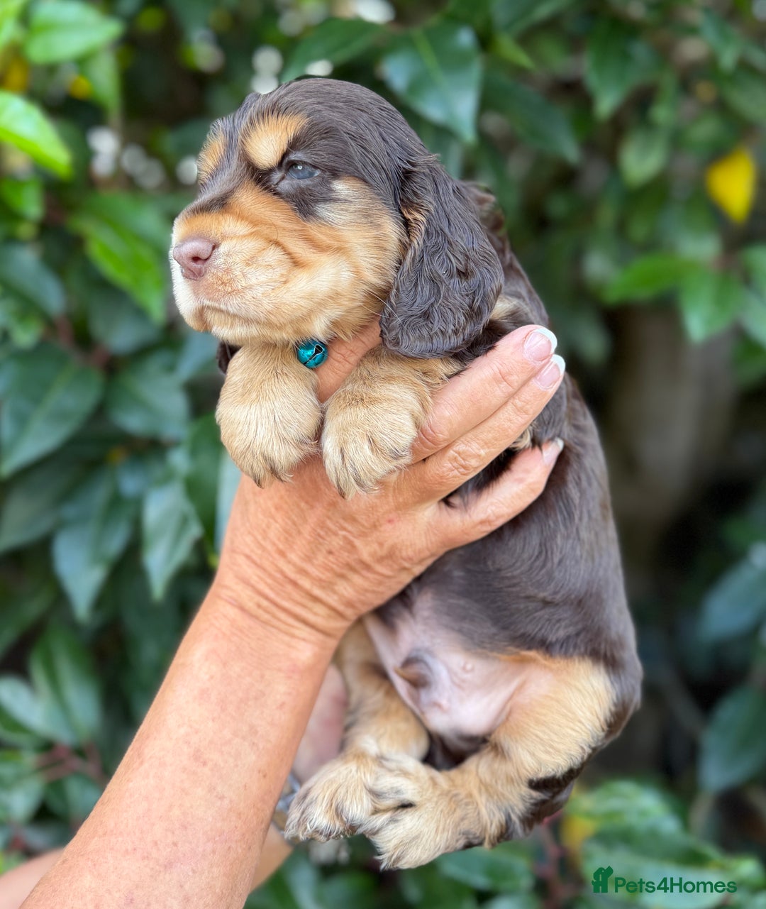 Cocker Spaniel dogs for sale: Show Cocker Spaniel pups KC reg - Image 7