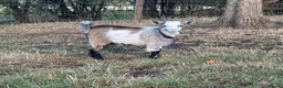 Goats livestock for sale: 4 stunning Pygmy Goat Wethers - Advert 3