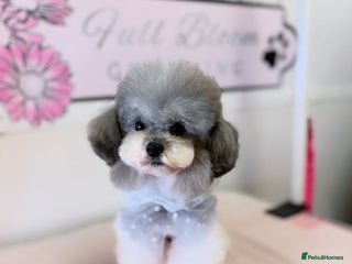 Toy Poodle dogs in Guildford - Advert 20