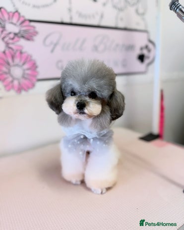 Toy Poodle dogs in Guildford - Advert 1