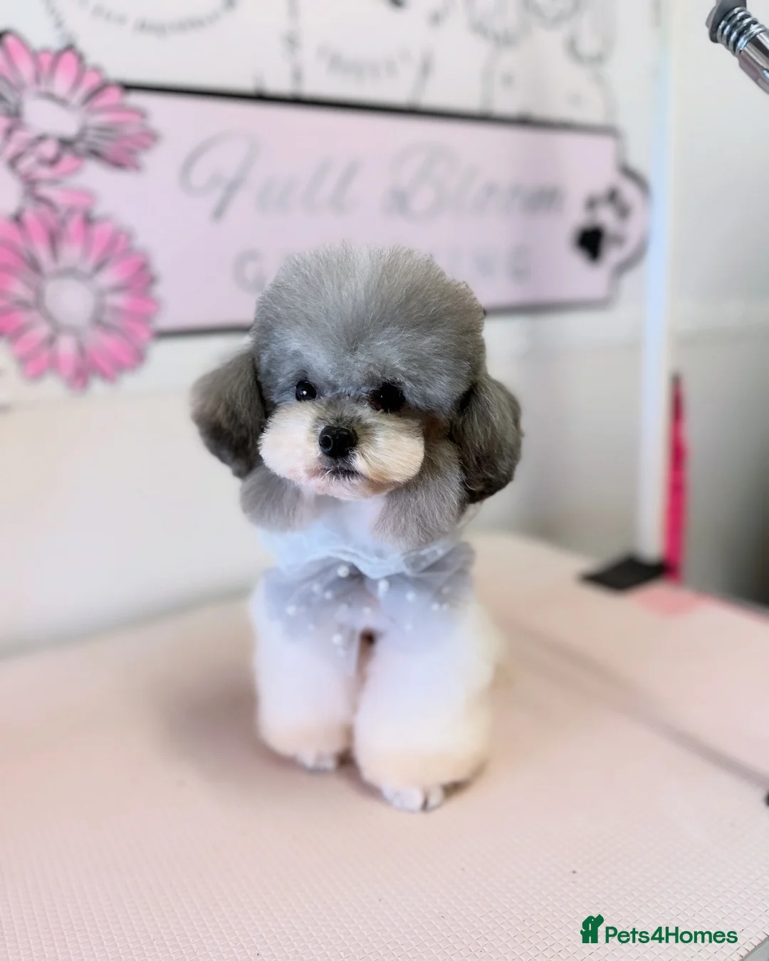 Toy Poodle dogs for stud: 7.5inch Toy HEALTH TESTED ASIAN IMPORT in Guildford - Advert 3