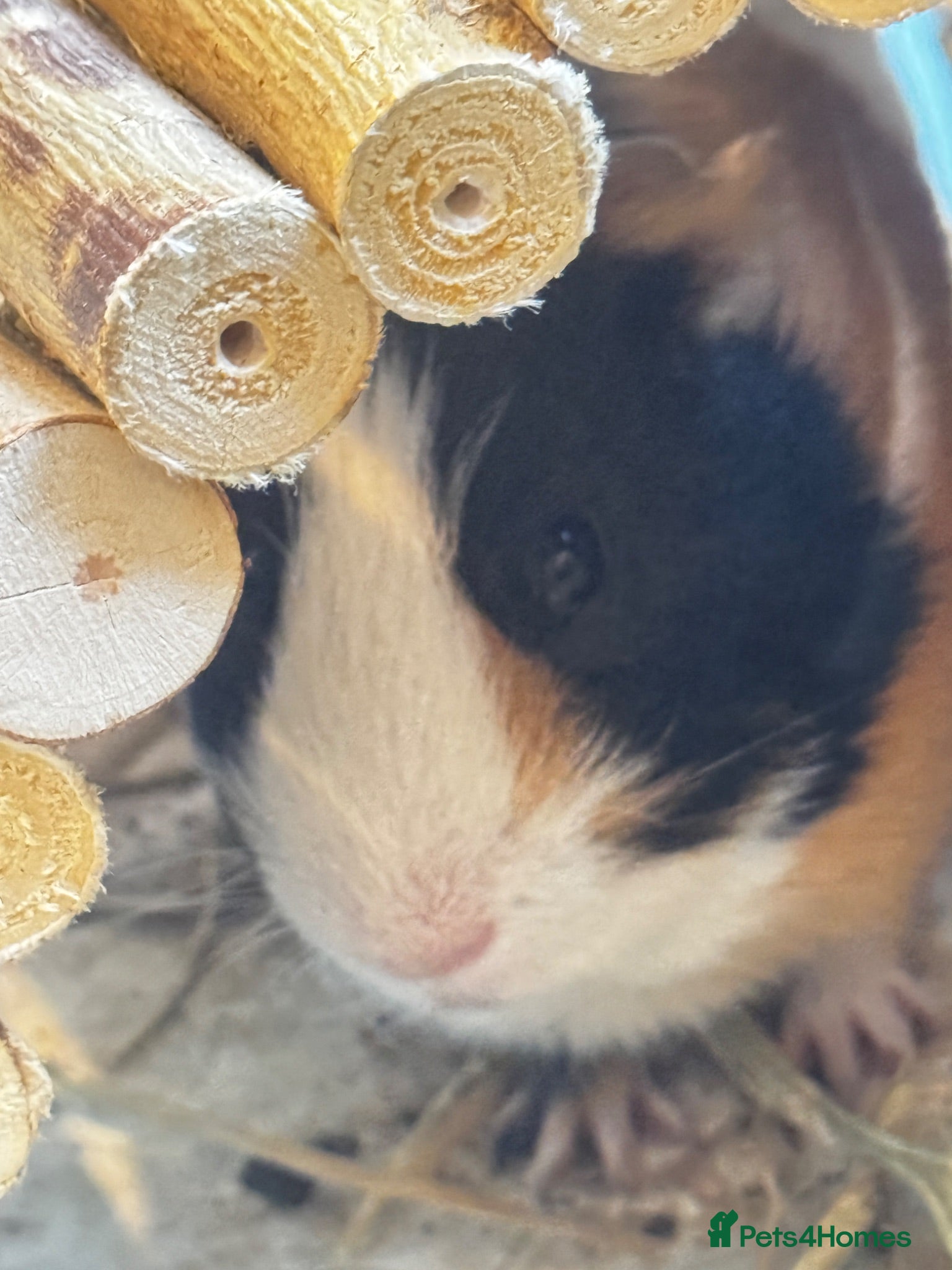 Guinea Pig rodents Free to a Good Home – Two Male Guinea Pigs - Advert 2
