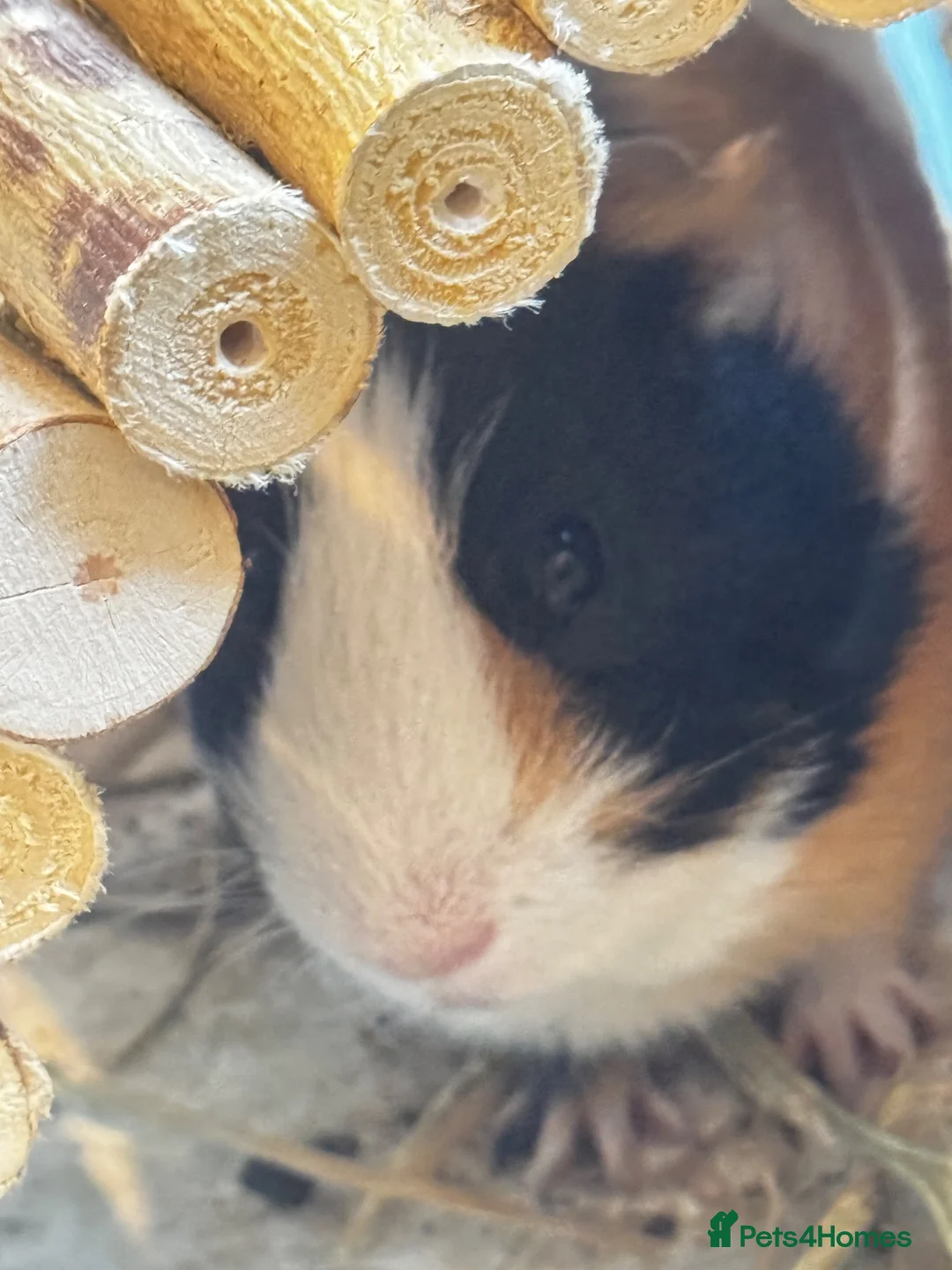 Guinea Pig rodents for sale: Free to a Good Home – Two Male Guinea Pigs - Advert 2