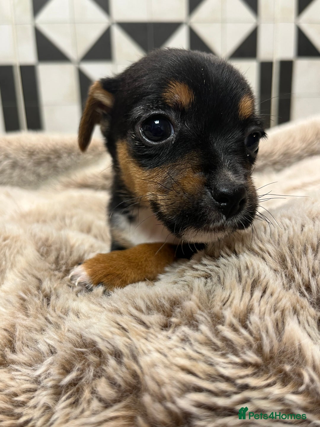 Jack Russell dogs for sale: Jack Russell pups for sale - Advert 3