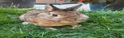 Netherland Dwarf rabbits for sale: Netherland Dwarf Rabbits For Sale - Advert 13
