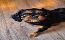 Cavalier King Charles Spaniel dogs for stud: KC DNA clear Cavalier King Charles Spaniel Stud - Advert 6