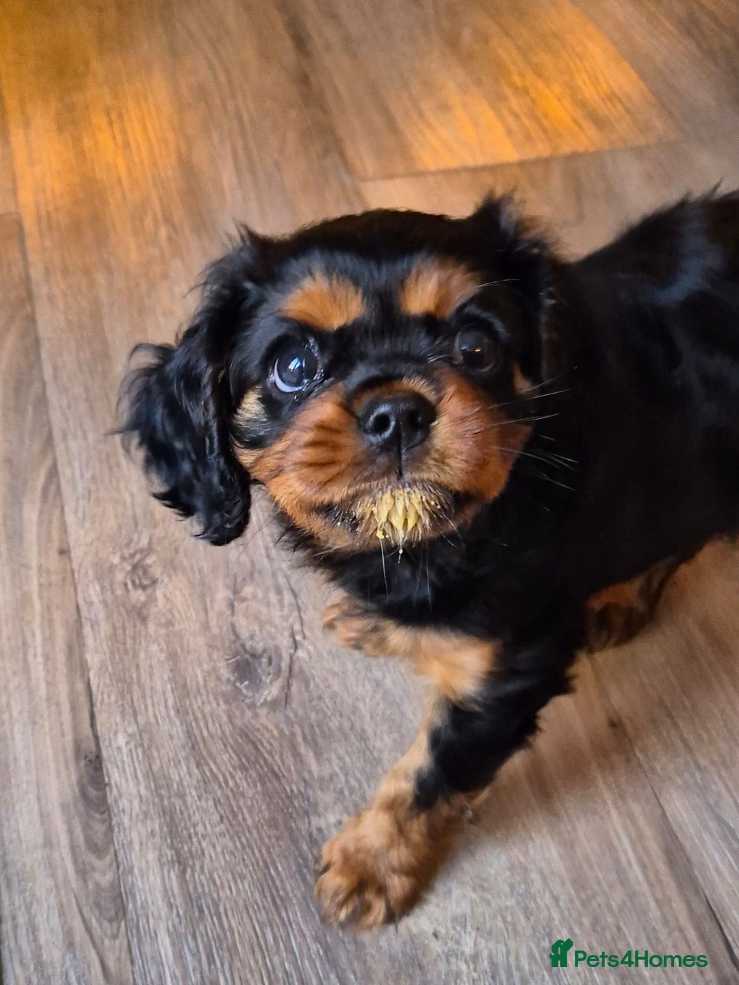 Cavalier King Charles Spaniel dogs for stud: KC DNA clear Cavalier King Charles Spaniel Stud - Advert 6