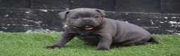 Staffordshire Bull Terrier dogs for stud: VALGLO TOP GUN -BLUE CARRIER in Dudley - Advert 19