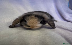 Mini Lop rabbits for sale: 3 Mini lops  - Image 9