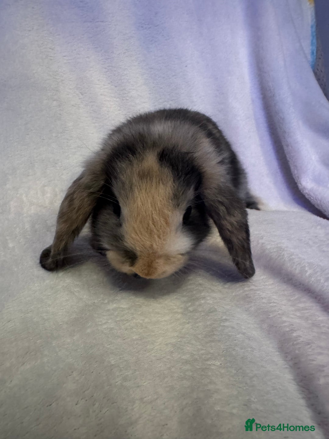 Mini Lop rabbits for sale: 3 Mini lops  - Image 9