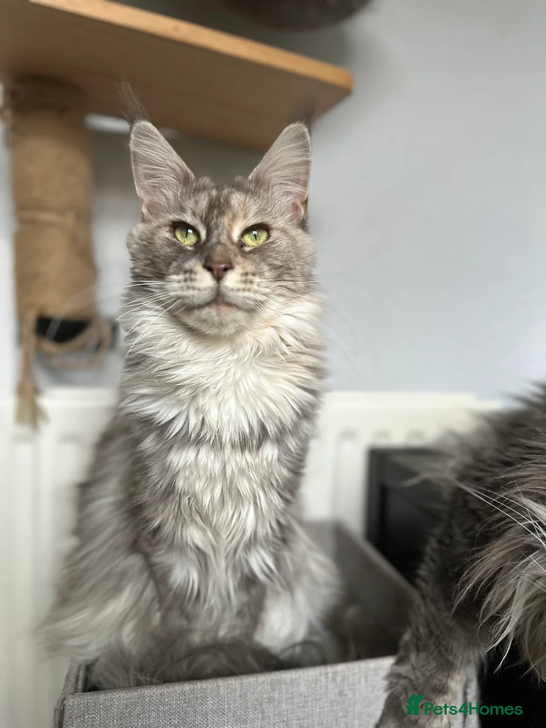 Maine Coon cats for sale: Tortie maine coon female TICA registered available - Advert 7