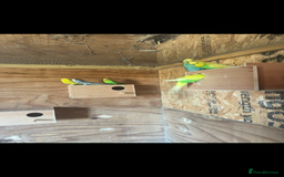 Budgerigars birds for sale: Mixed budgies for sale aged 1-3 years  - Image 5