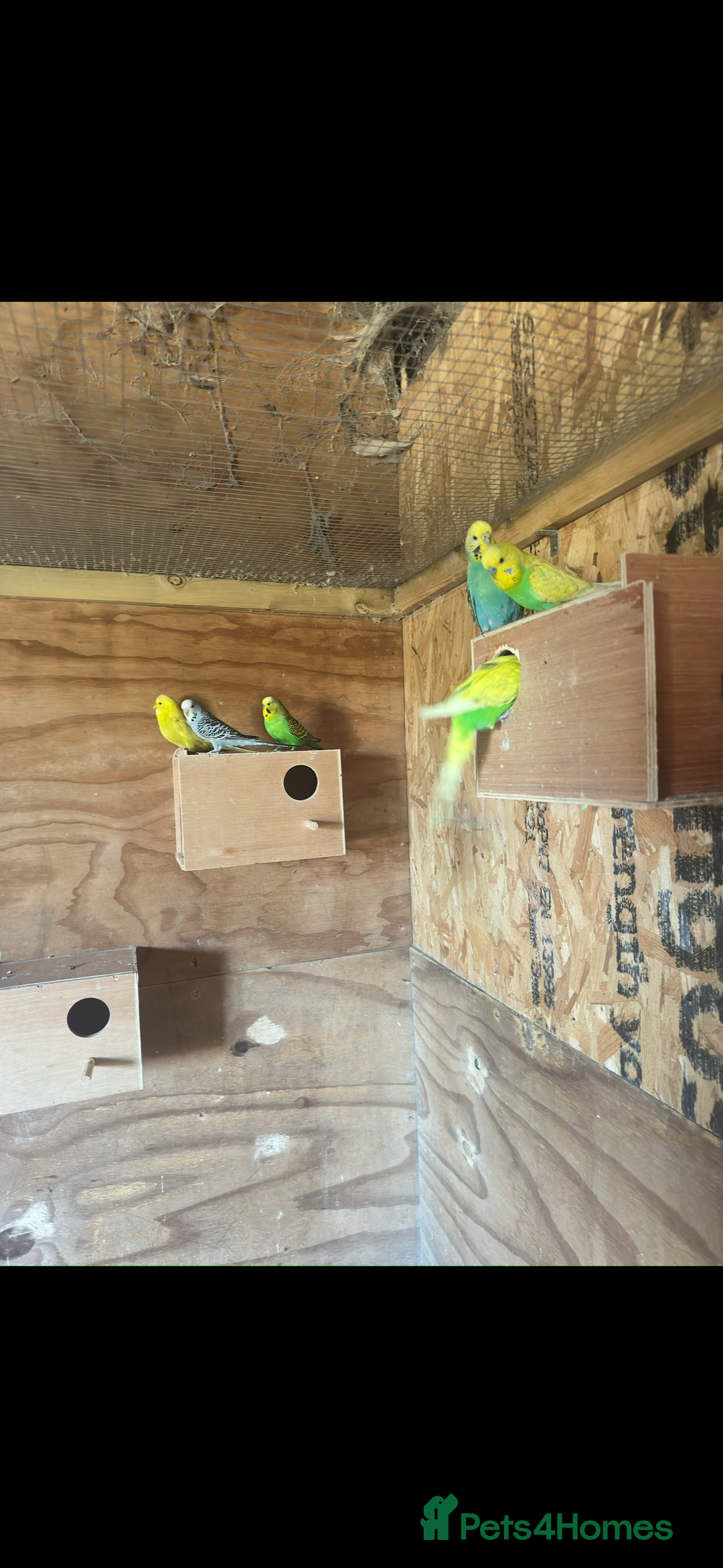 Budgerigars birds for sale: Mixed budgies for sale aged 1-3 years  - Image 5