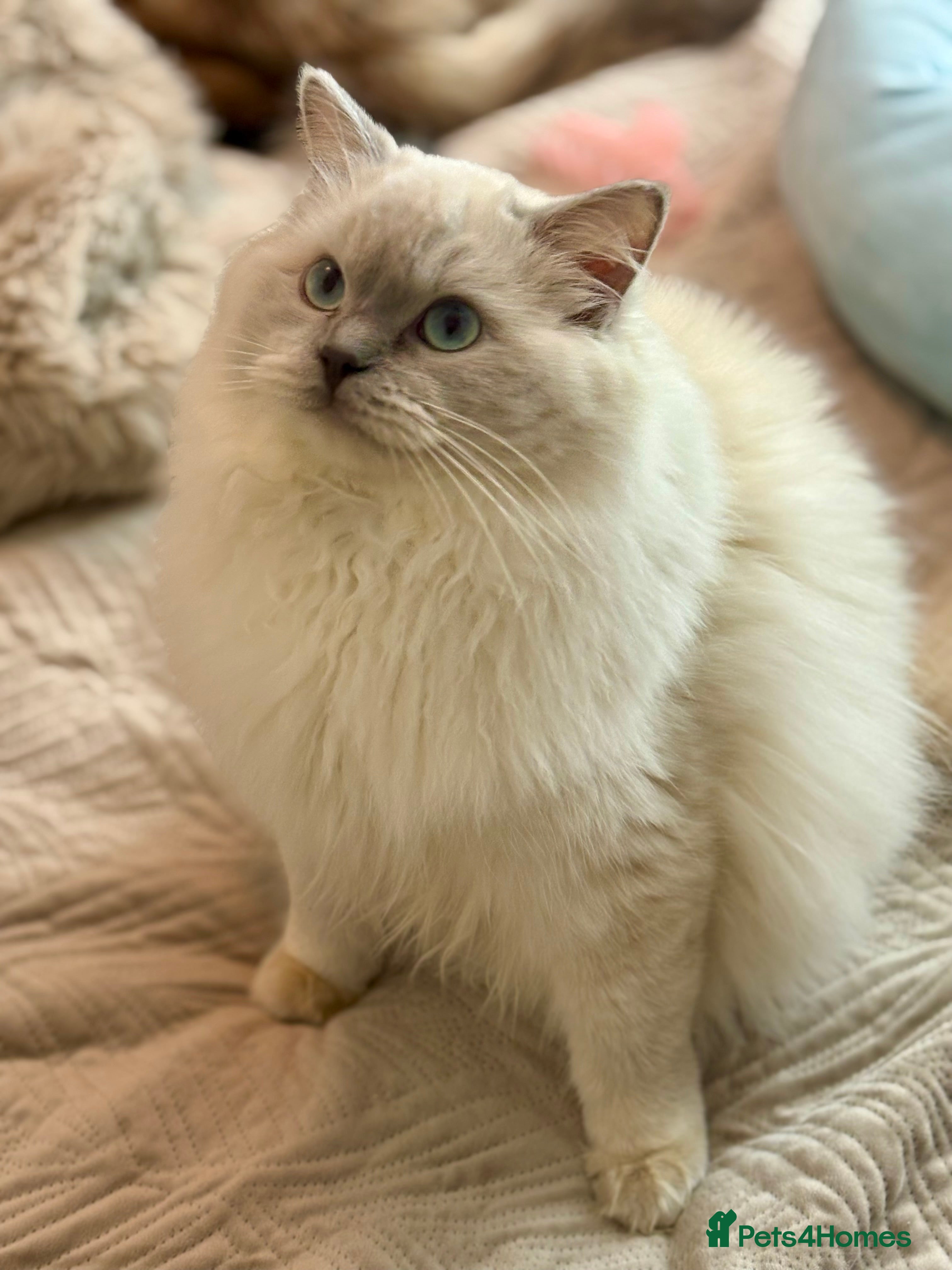 Ragdoll cats for sale: Cherubim ragdoll  - Advert 1