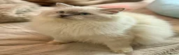 Ragdoll cats for sale: Cherubim ragdoll  - Advert 1