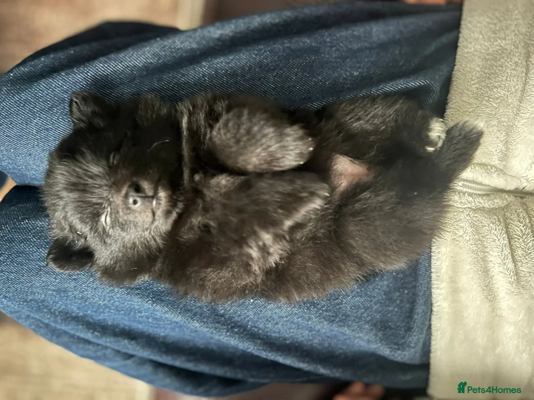 Pomapoo dogs for sale: ✨ Beautiful Pomapoo Puppies – 1,600 ✨ - Advert 3