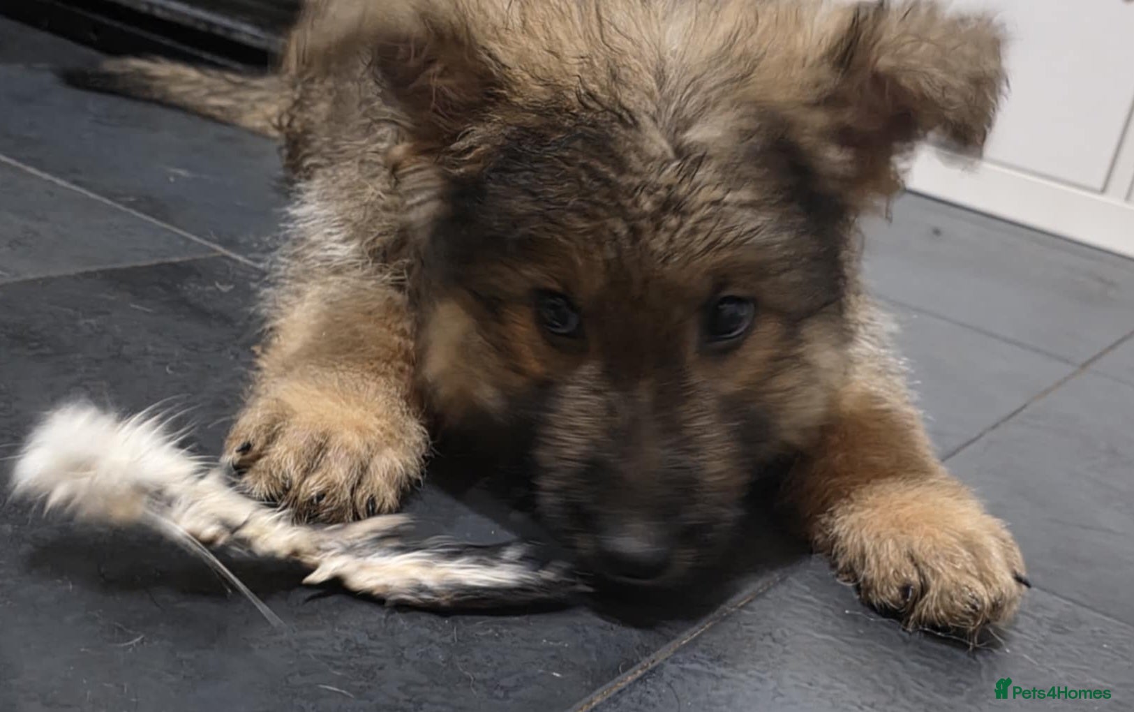 German Shepherd dogs Last puppy available ready for new homes - Advert 20