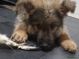 German Shepherd dogs Last puppy available ready for new homes - Advert 20