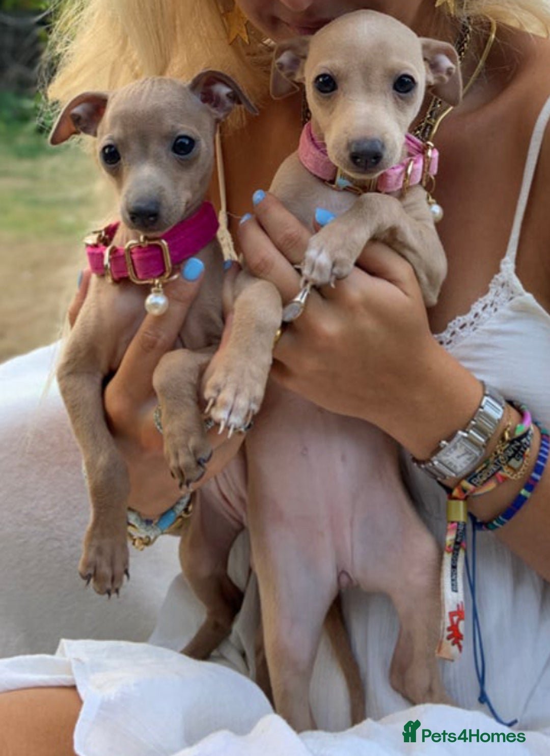 Italian Greyhound dogs for stud: MR MILO AT STUD ( HEALTH TESTED ) in Batley - Image 13