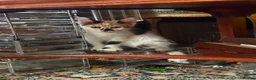 Mixed Breed cats for sale: 4 Beautiful Kittens in Erith - Advert 15