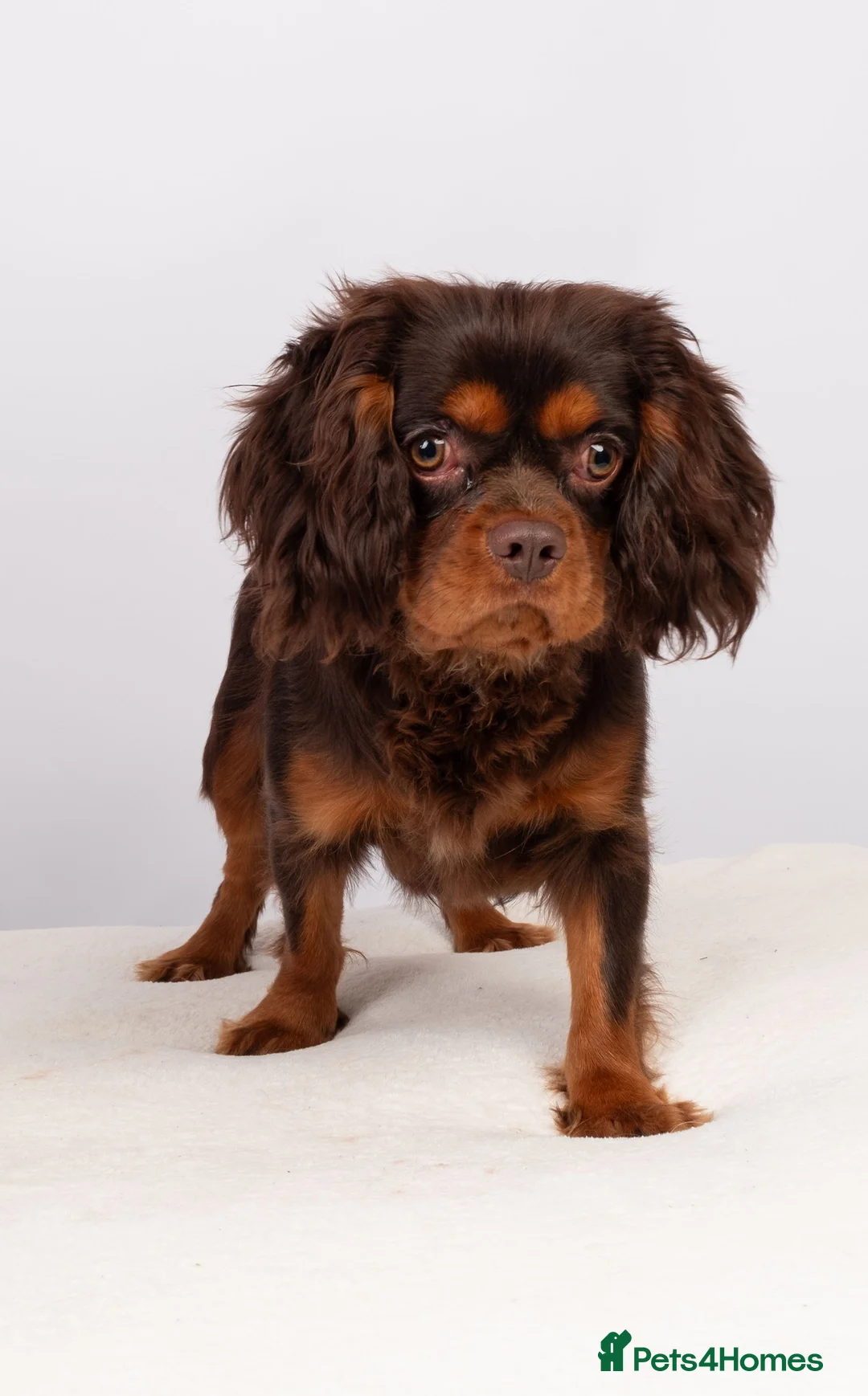 Cavalier King Charles Spaniel dogs for stud: KC REG BROWN & TAN HEALTH TESTED CAV STUD  - Advert 9