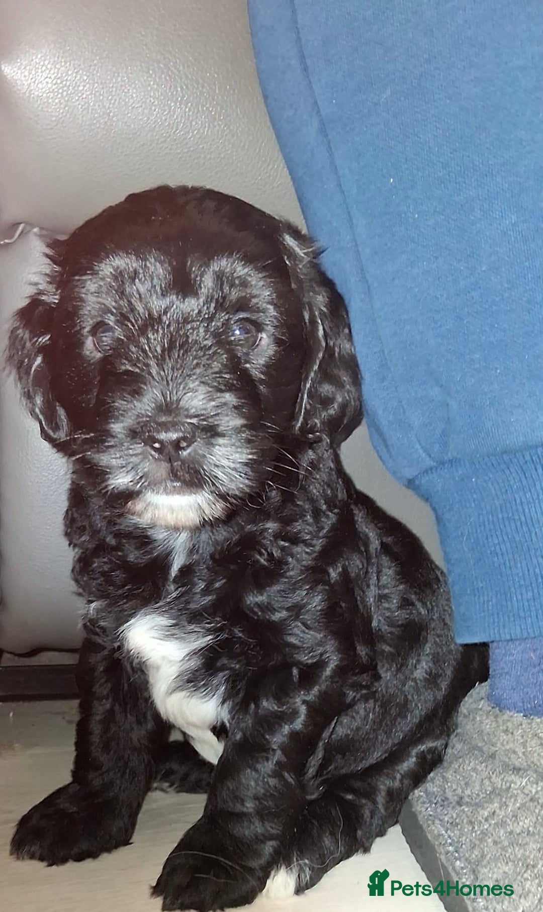 Mixed Breed dogs for sale: ‼️REDUCED 2 BEAUTIFUL YORKIPOO BOY READY NOW‼️  - Advert 2