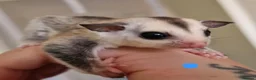 Sugar Glider rodents for sale: Baby sugar gliders  - Advert 8