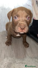 American Bully Puppy 1