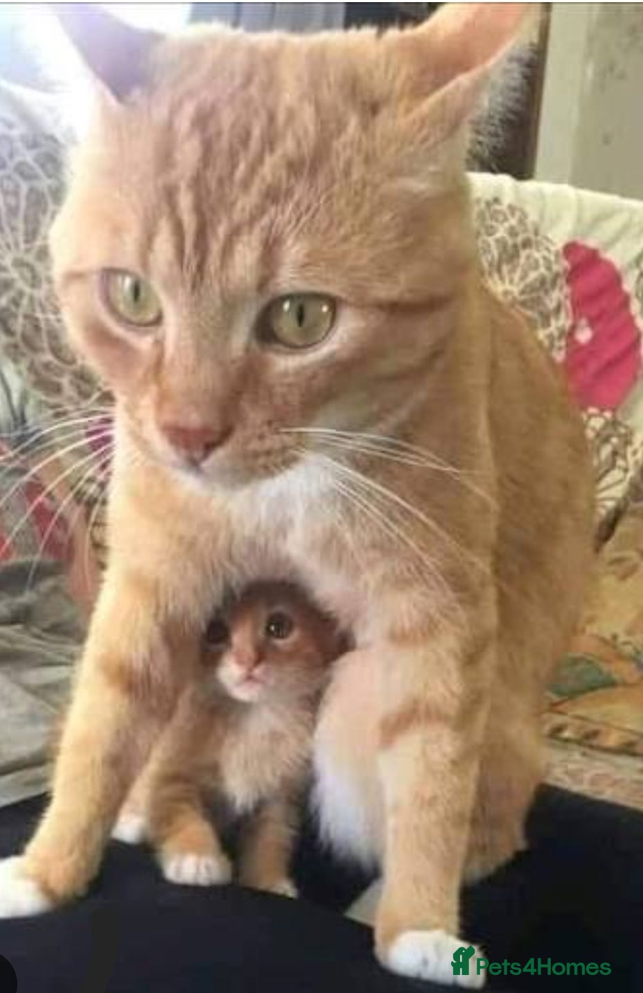 Mixed Breed cats Kittens ready now  - Advert 1