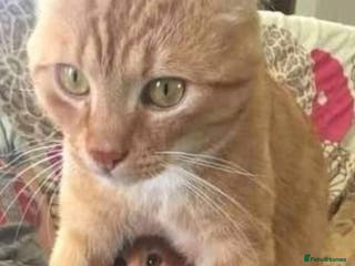 Mixed Breed cats Kittens ready now - Advert 4