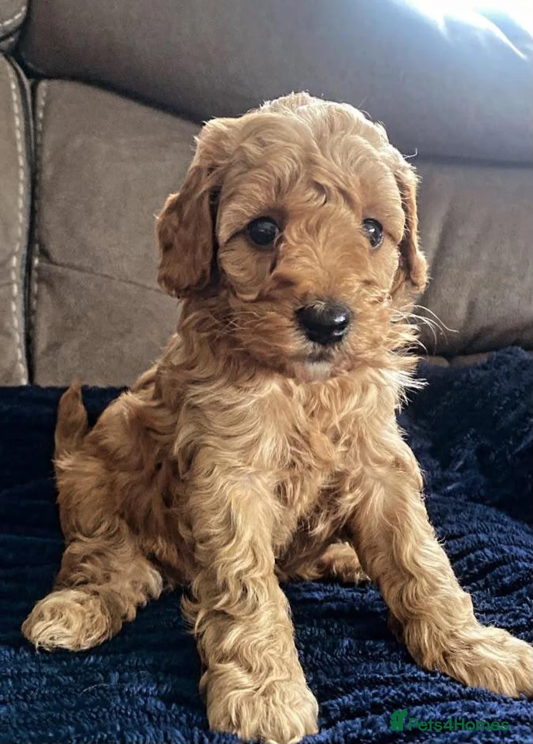 Cavapoo dogs for sale: BEAUTIFUL TOY CAVAPOO PUPPIES £995  in Letchworth Garden City - Advert 1