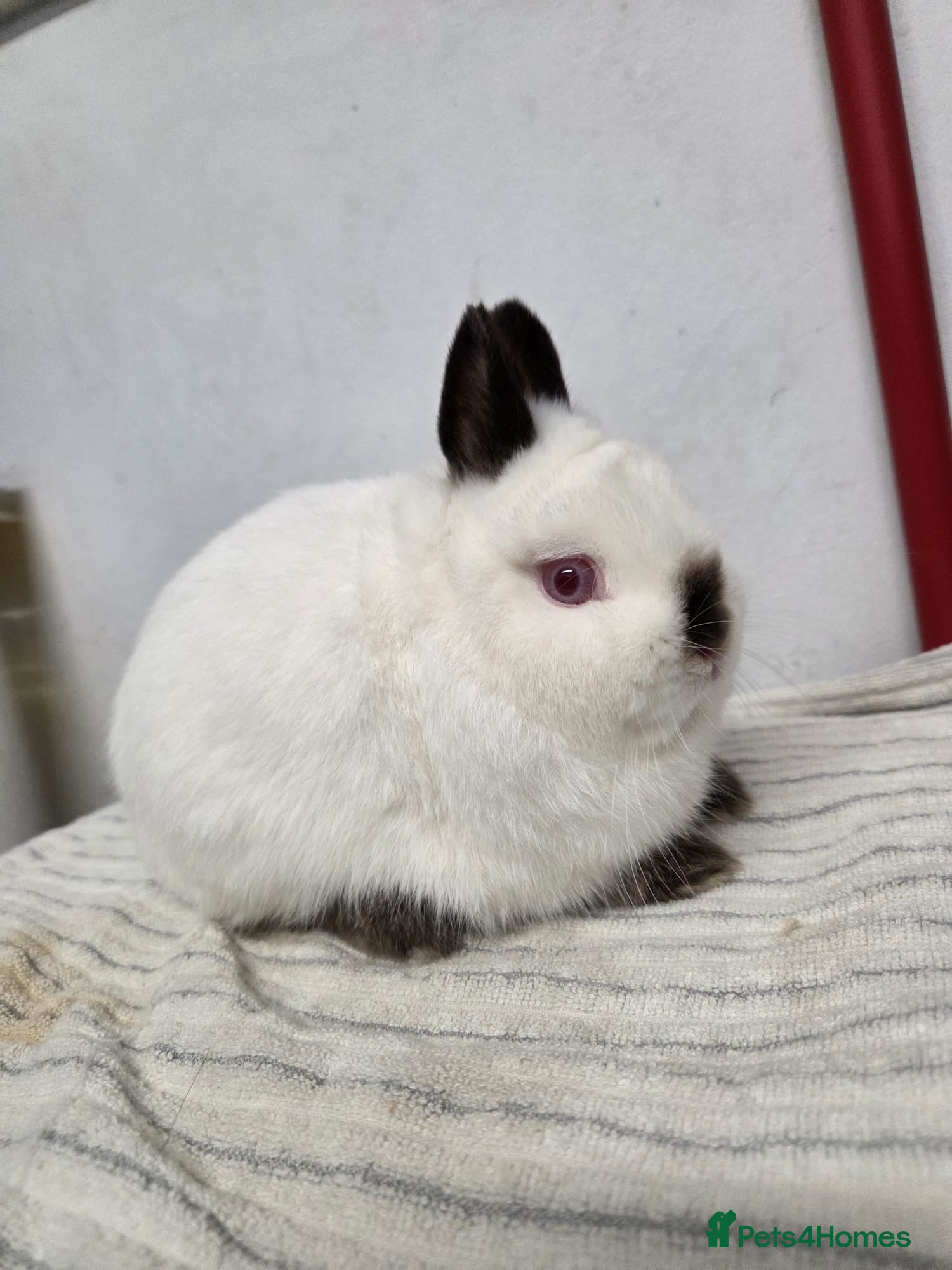 Netherland Dwarf rabbits Pure bred netherland dwarf buck - Advert 12