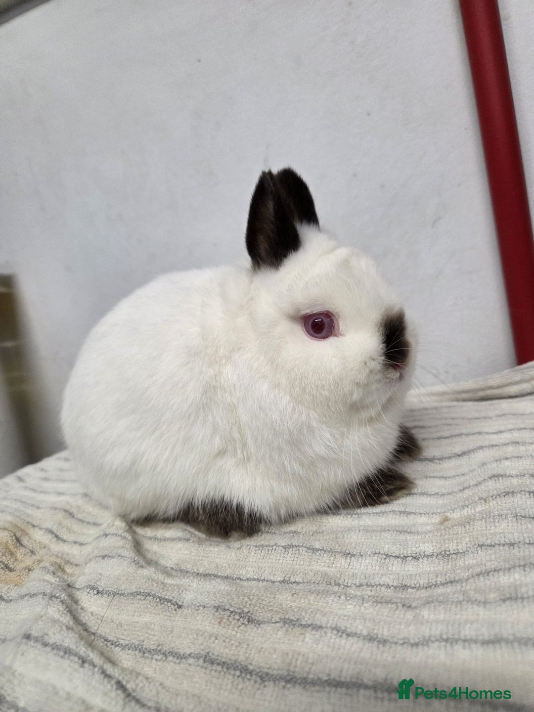 Netherland Dwarf rabbits for sale: Pure bred netherland dwarf buck - Advert 1