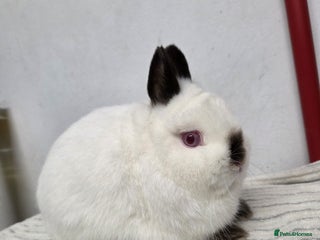 Netherland Dwarf rabbits Pure bred netherland dwarf buck - Advert 1